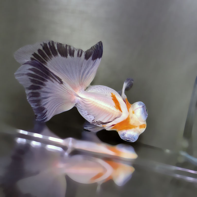 【金魚王子】三色蝶尾 11±1cm前後 (個体番号:zaq282) 金魚 きんぎょ 生体 蝶尾 厳選個体