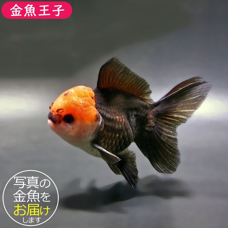 金魚王子】トリカラーオランダ 9±1cm前後 (個体番号：zaq651) 金魚
