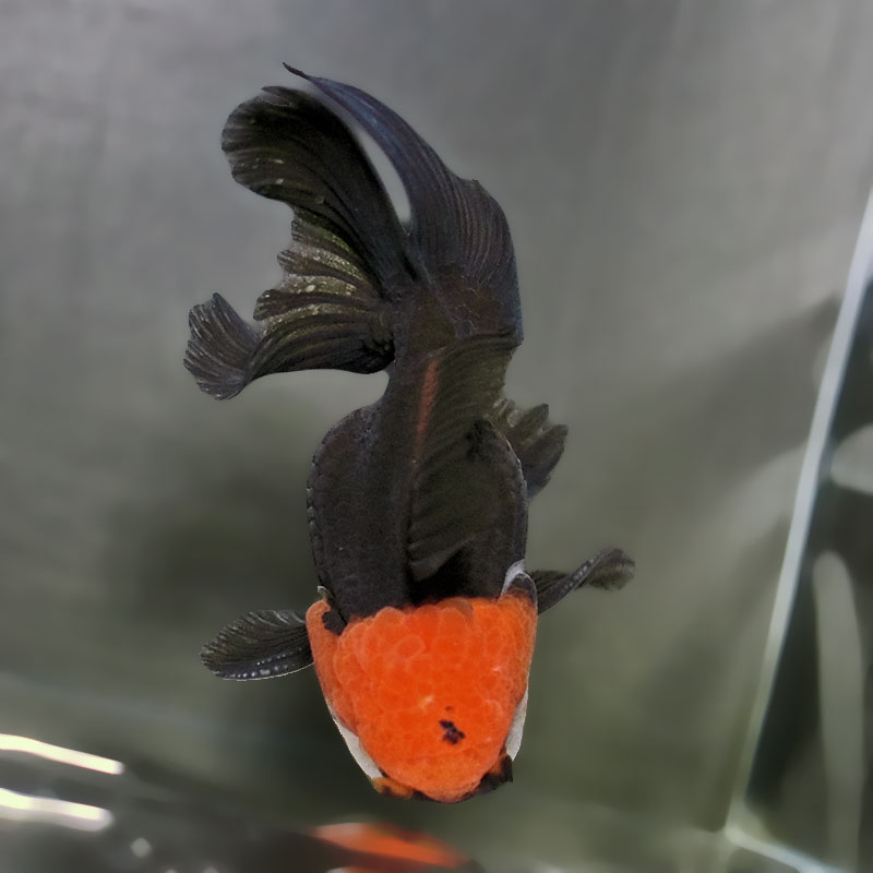 金魚王子】トリカラーオランダ 9±1cm前後 (個体番号：zaq651) 金魚
