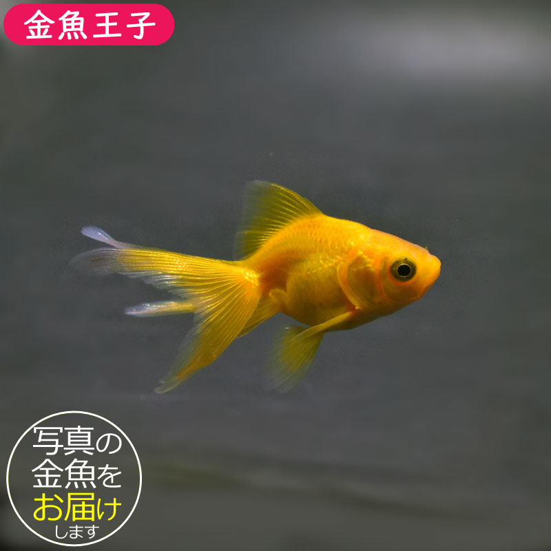 金魚王子】黄金琉金 6cm前後 (個体番号：cde221) 金魚 きんぎょ