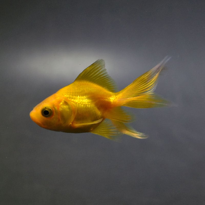 金魚王子】黄金琉金 6cm前後 (個体番号：cde221) 金魚 きんぎょ