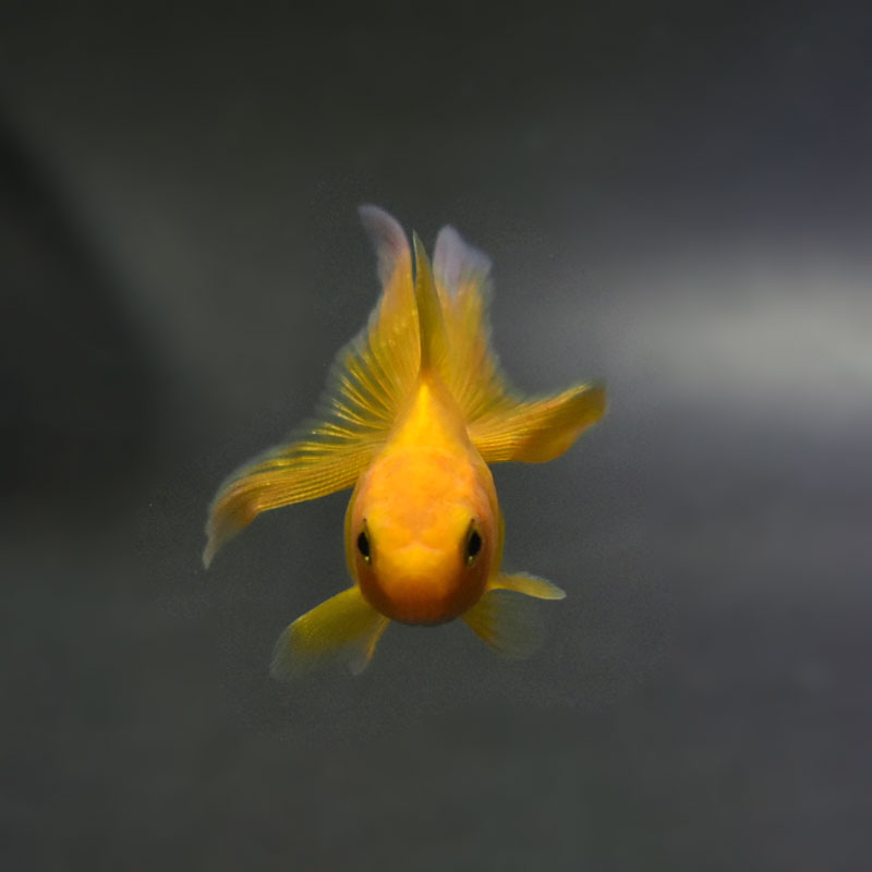 金魚王子】黄金琉金 6cm前後 (個体番号：cde221) 金魚 きんぎょ