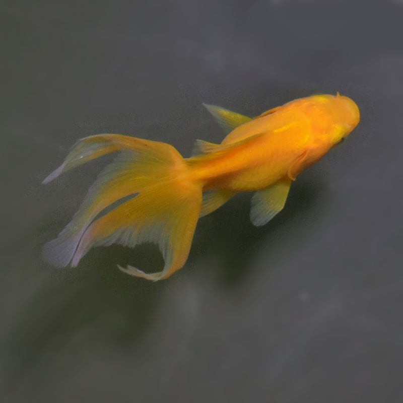 金魚王子】黄金琉金 6cm前後 (個体番号：cde221) 金魚 きんぎょ