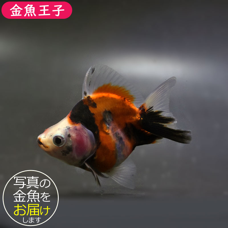 金魚王子】琉金 (変わり柄／ショートテールタイプ) 6.5±1cm前後
