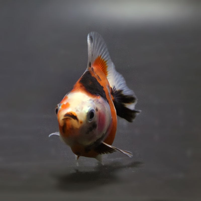 金魚王子】琉金 (変わり柄／ショートテールタイプ) 6.5±1cm前後