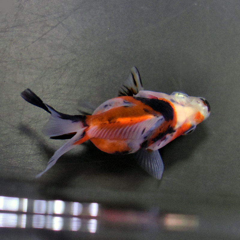 金魚王子】琉金 (変わり柄／ショートテールタイプ) 6.5±1cm前後 (個体