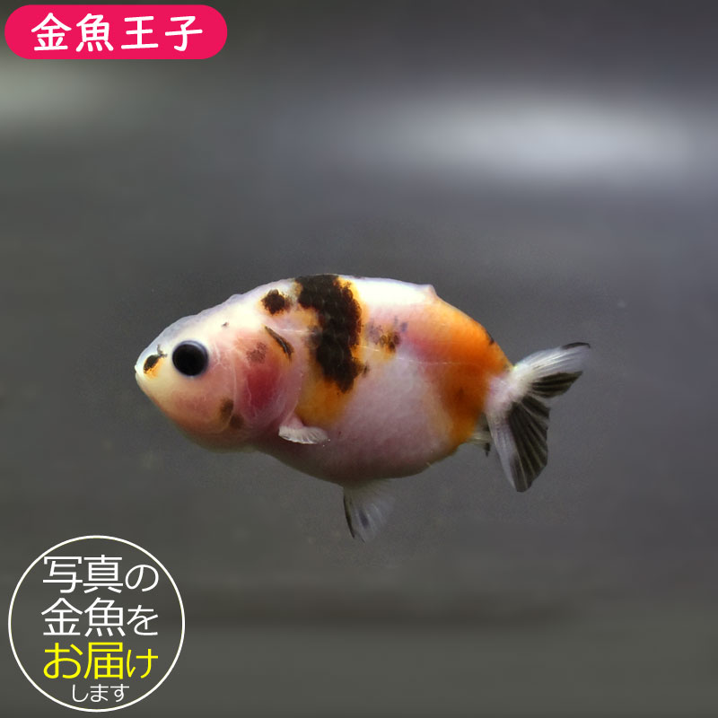 なや子宝・借金・金運 純金製 開運小判 － 三宝堂オンラインショップ