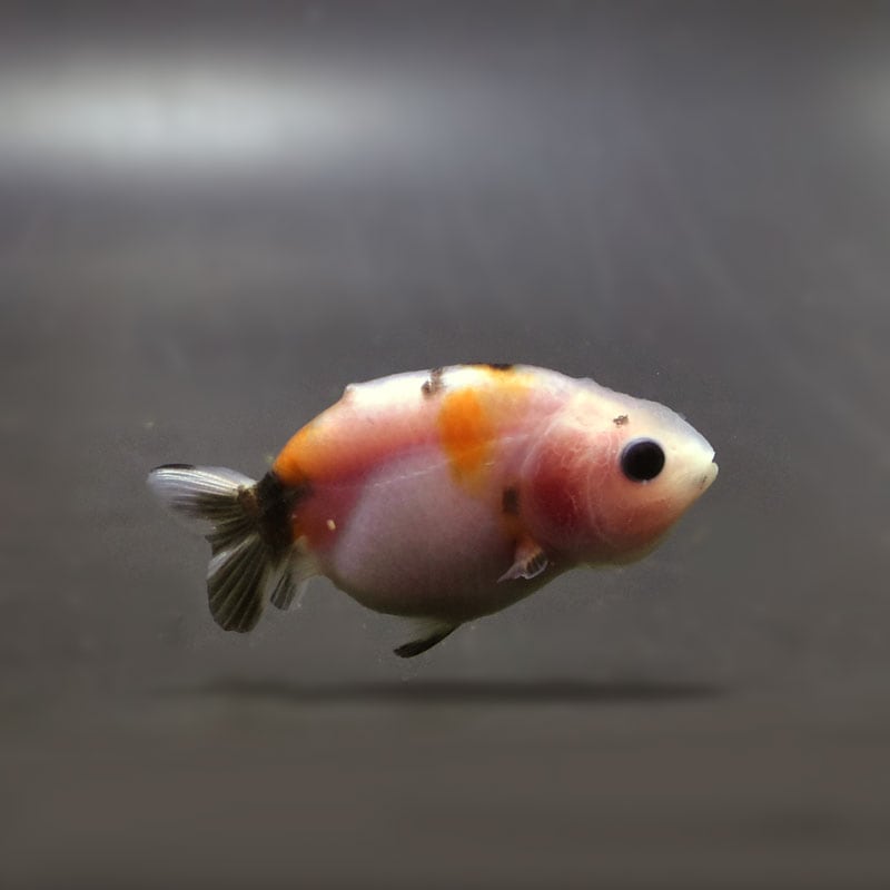 きんぎょ様 金魚王子】変わり柄らんちゅう 6±1cm前後 (個体番号：cde512