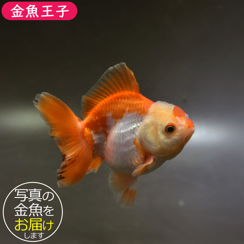 金魚王子】トリカラーオランダ 10cm前後 (個体番号：cde740) 金魚