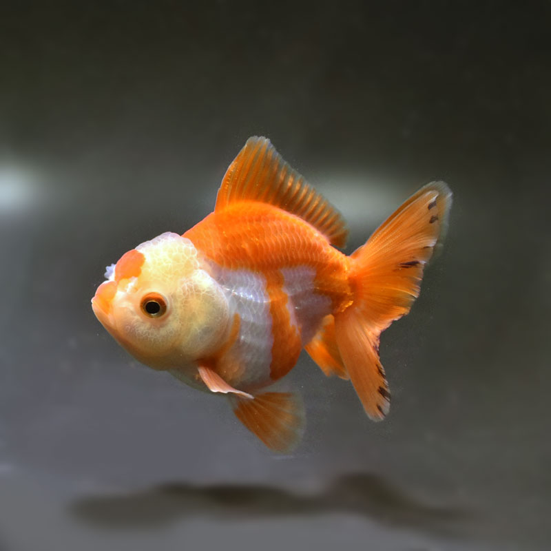 金魚王子】トリカラーオランダ 10cm前後 (個体番号：cde740) 金魚