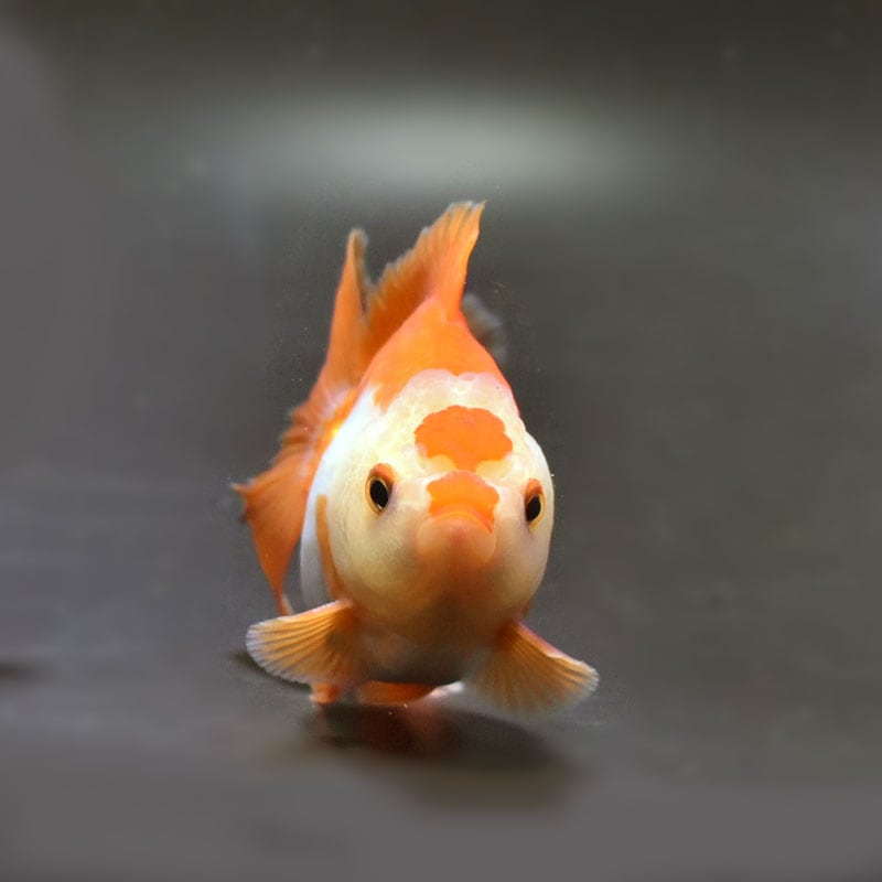 金魚王子】トリカラーオランダ 10cm前後 (個体番号：cde740) 金魚