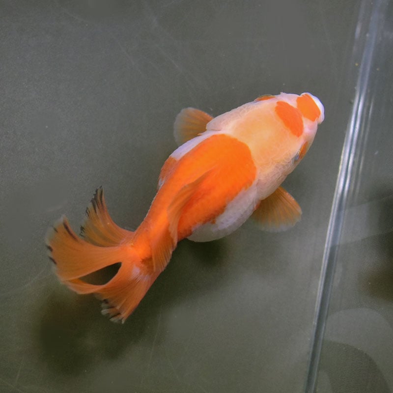 金魚王子】トリカラーオランダ 10cm前後 (個体番号：cde740) 金魚