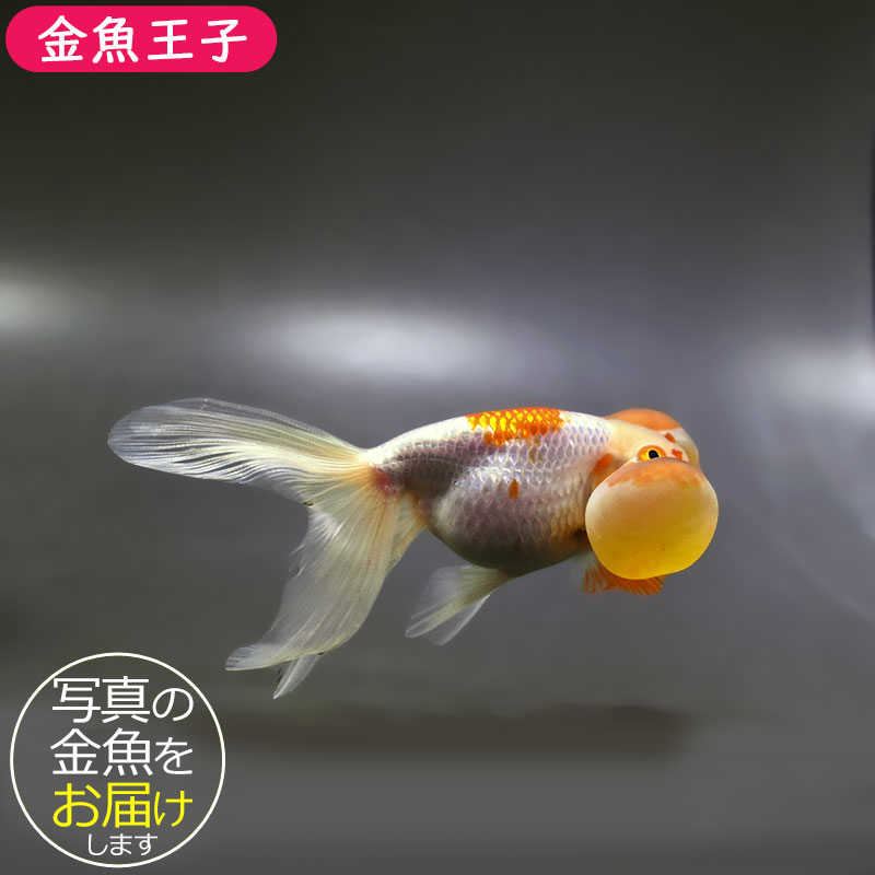 金魚 金魚王子】トリカラーオランダ 6.5±1cm前後 (個体番号：xsw251) 金魚