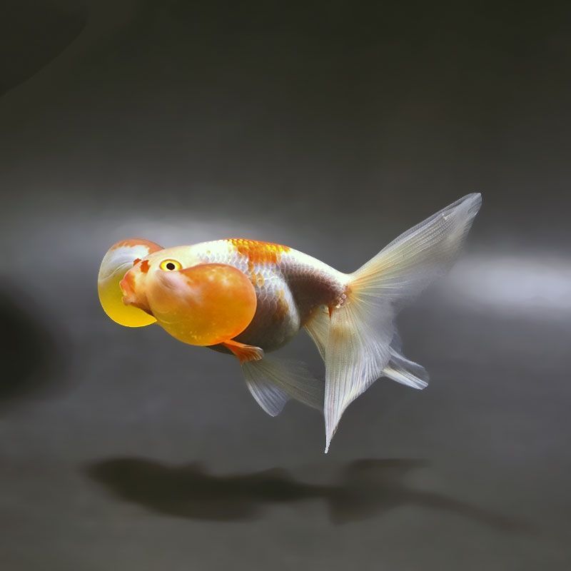 金魚王子】更紗水泡眼 12±1cm前後 (個体番号：xsw321) 金魚 きんぎょ