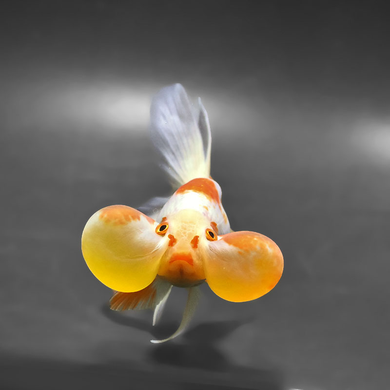 金魚王子】更紗水泡眼 12±1cm前後 (個体番号：xsw321) 金魚 きんぎょ