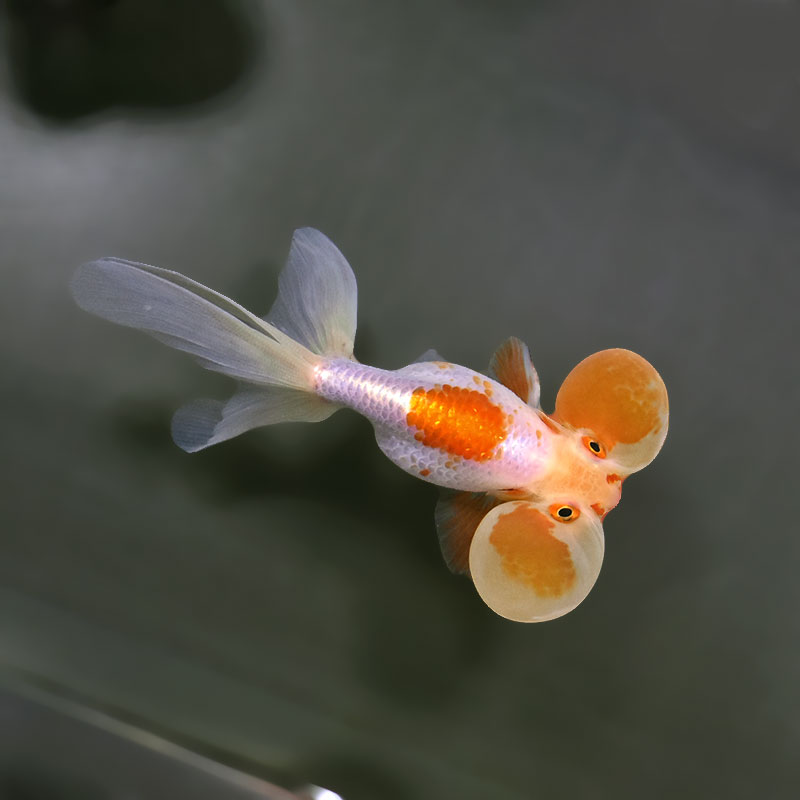 金魚王子】更紗水泡眼 12±1cm前後 (個体番号：xsw321) 金魚 きんぎょ
