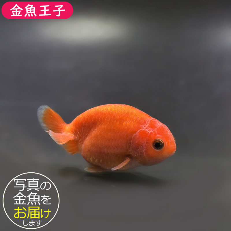 金魚王子】ベビーらんちゅう 7±1cm前後 (個体番号：xsw683) 金魚
