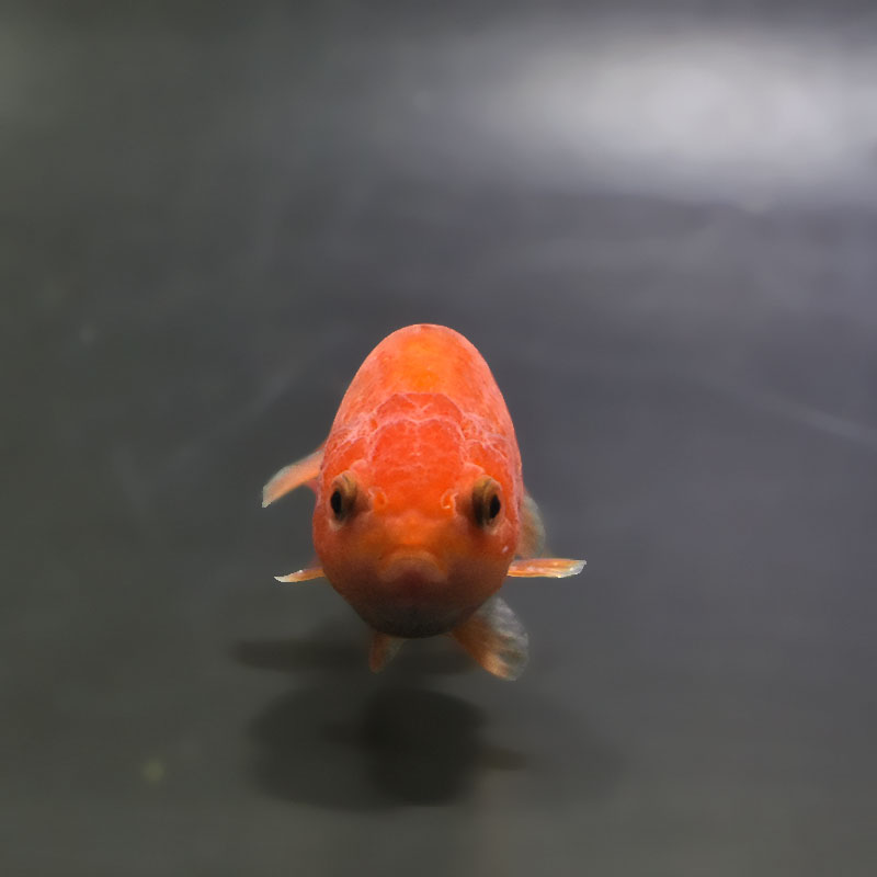 金魚王子】ベビーらんちゅう 7±1cm前後 (個体番号：xsw683) 金魚