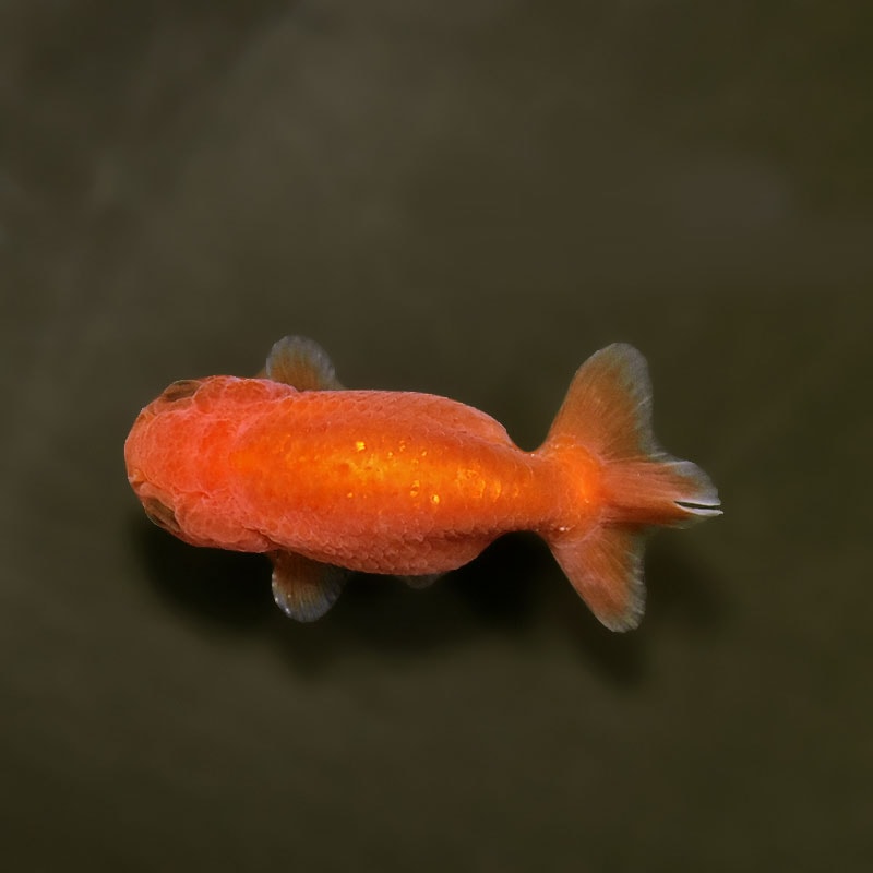 金魚王子】ベビーらんちゅう 7±1cm前後 (個体番号：xsw683) 金魚
