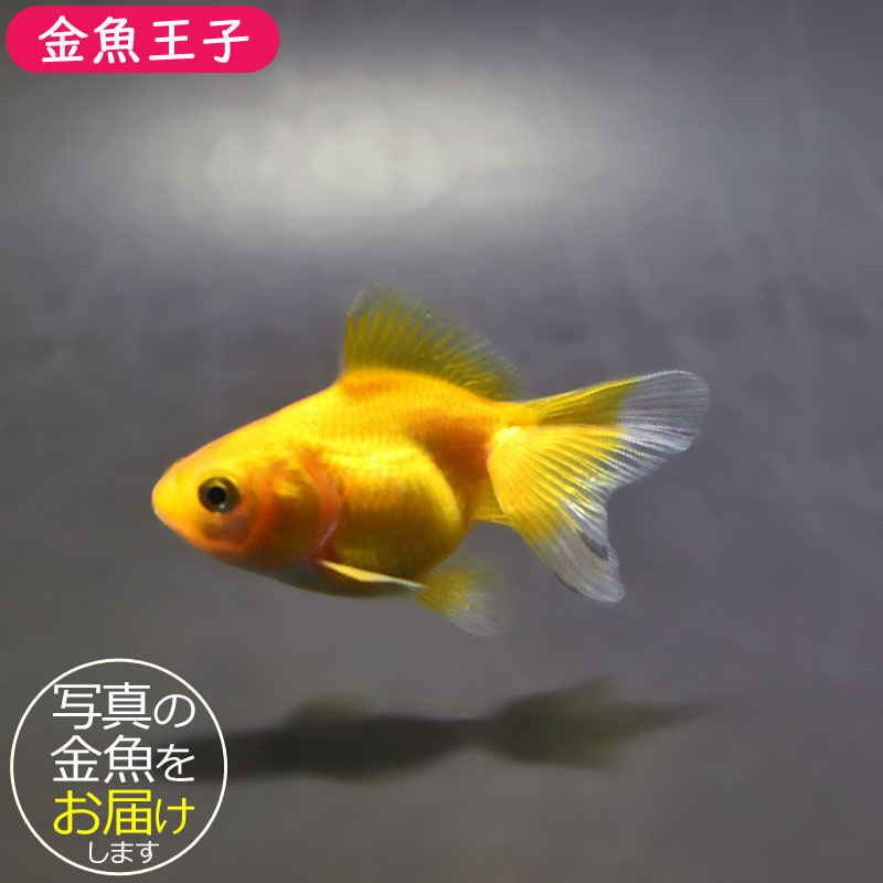 金魚王子】黄金琉金 6～6.5cm前後 (個体番号：xsw833) 金魚 きんぎょ