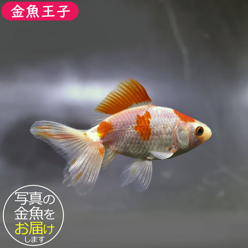 金魚王子】東海錦 9cm前後 (個体番号：zaq111) 金魚 きんぎょ 生体 地