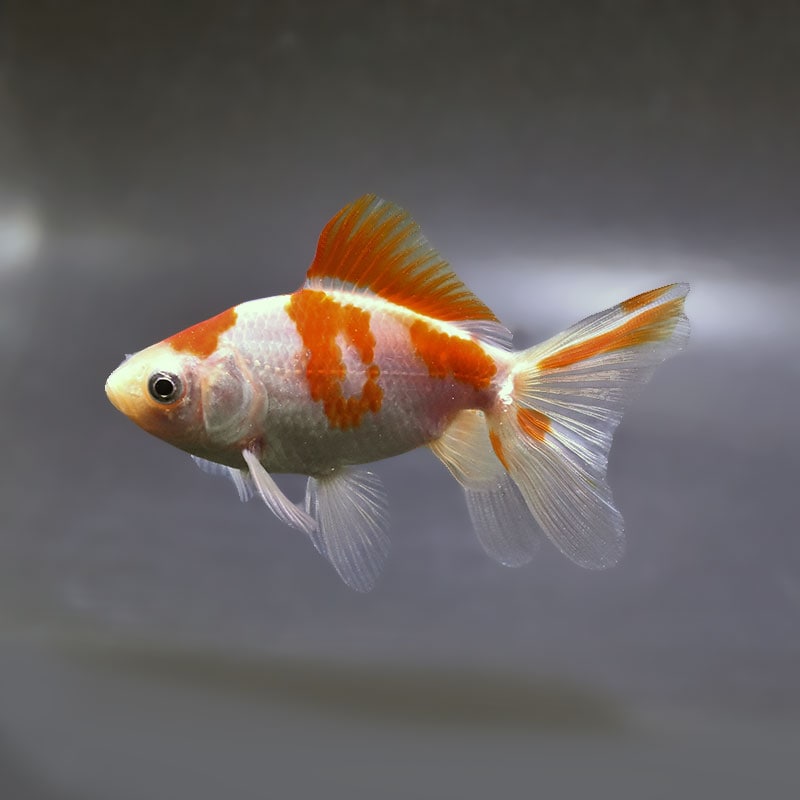 金魚王子】東海錦 9cm前後 (個体番号：zaq111) 金魚 きんぎょ 生体 地
