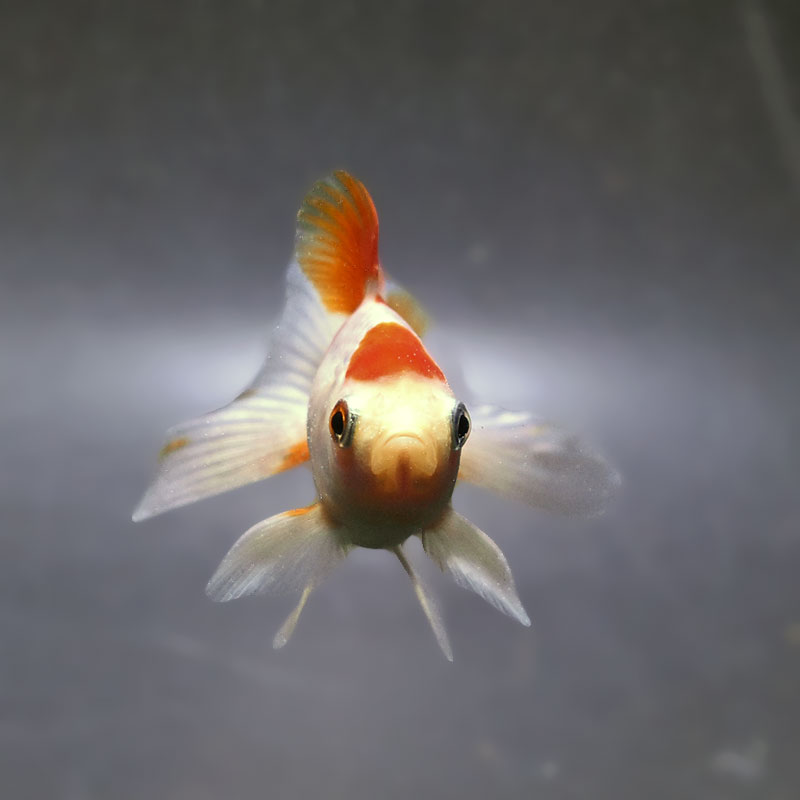 金魚王子】東海錦 9cm前後 (個体番号：zaq111) 金魚 きんぎょ 生体 地