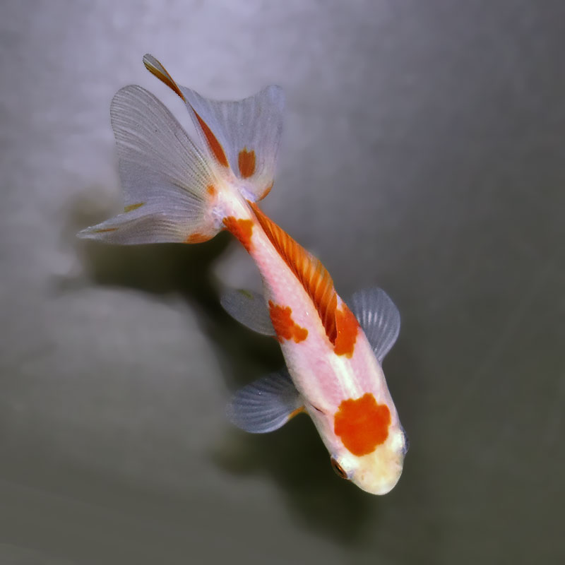 金魚王子】東海錦 9cm前後 (個体番号：zaq111) 金魚 きんぎょ 生体 地