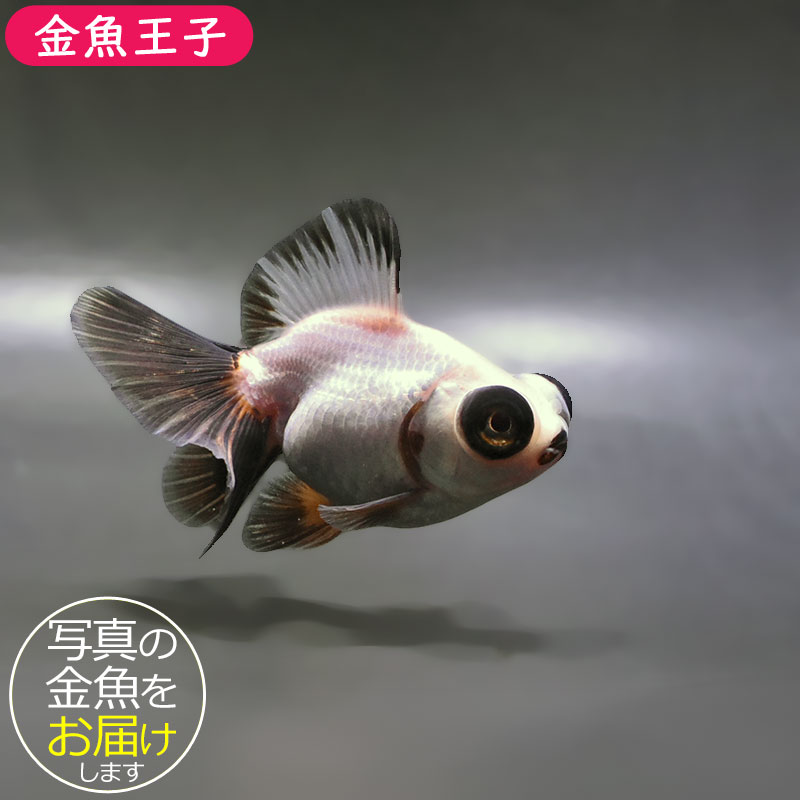 金魚 金魚王子】三色蝶尾 11±1cm前後 (個体番号：zaq283) 金魚 きんぎょ