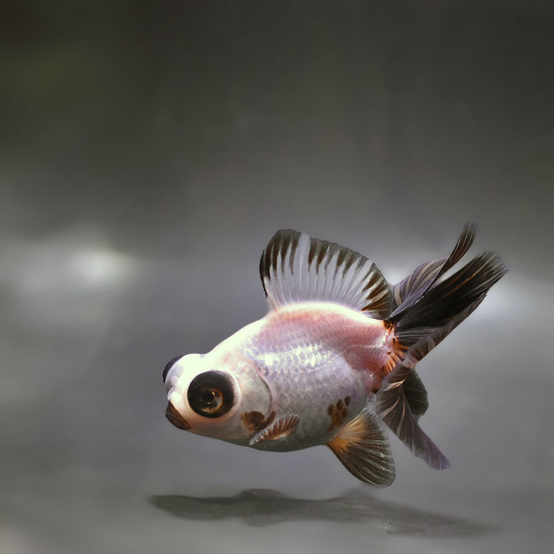 金魚王子】三色蝶尾 11±1cm前後 (個体番号：zaq283) 金魚 きんぎょ