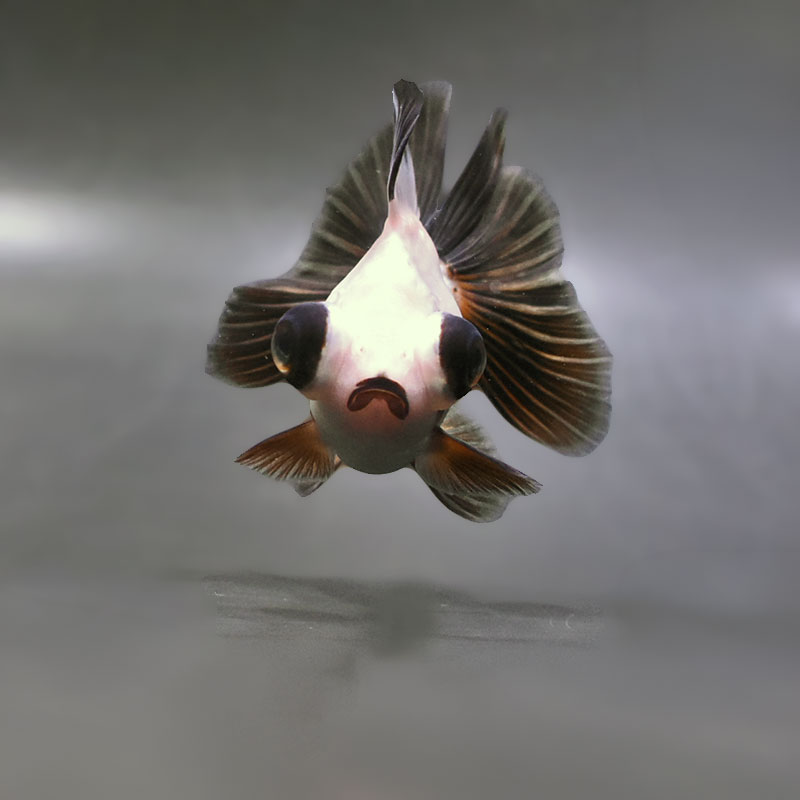 【金魚王子】三色蝶尾 11±1cm前後 (個体番号：zaq283) 金魚 きんぎょ 生体 蝶尾 厳選個体