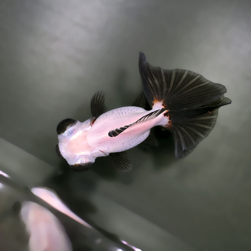 【金魚王子】三色蝶尾 11±1cm前後 (個体番号：zaq283) 金魚 きんぎょ 生体 蝶尾 厳選個体
