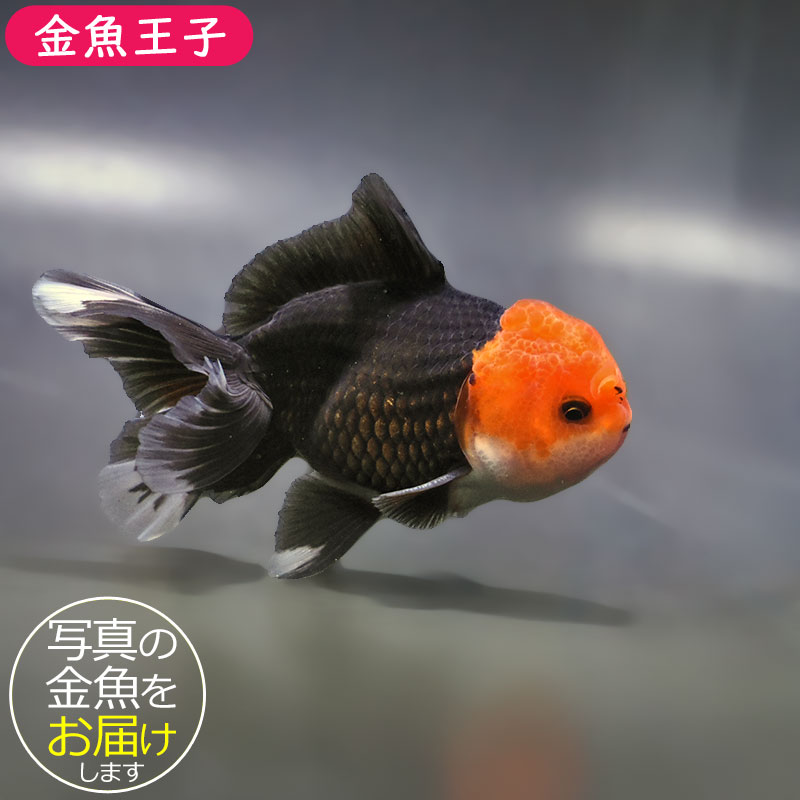 金魚 金魚王子】トリカラーオランダ 9±1cm前後 (個体番号：zaq652) 金魚