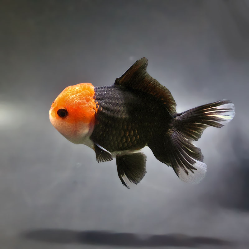 金魚王子】トリカラーオランダ 9±1cm前後 (個体番号：zaq652) 金魚