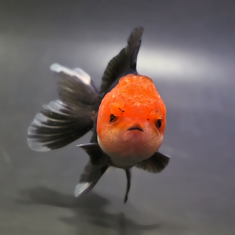 金魚王子】トリカラーオランダ 9±1cm前後 (個体番号：zaq652) 金魚
