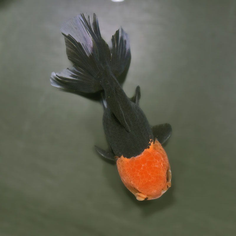 金魚王子】トリカラーオランダ 9±1cm前後 (個体番号：zaq652) 金魚