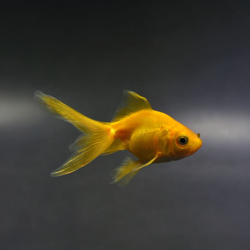 金魚王子】黄金琉金 6.5cm前後 (個体番号：cde222) 金魚