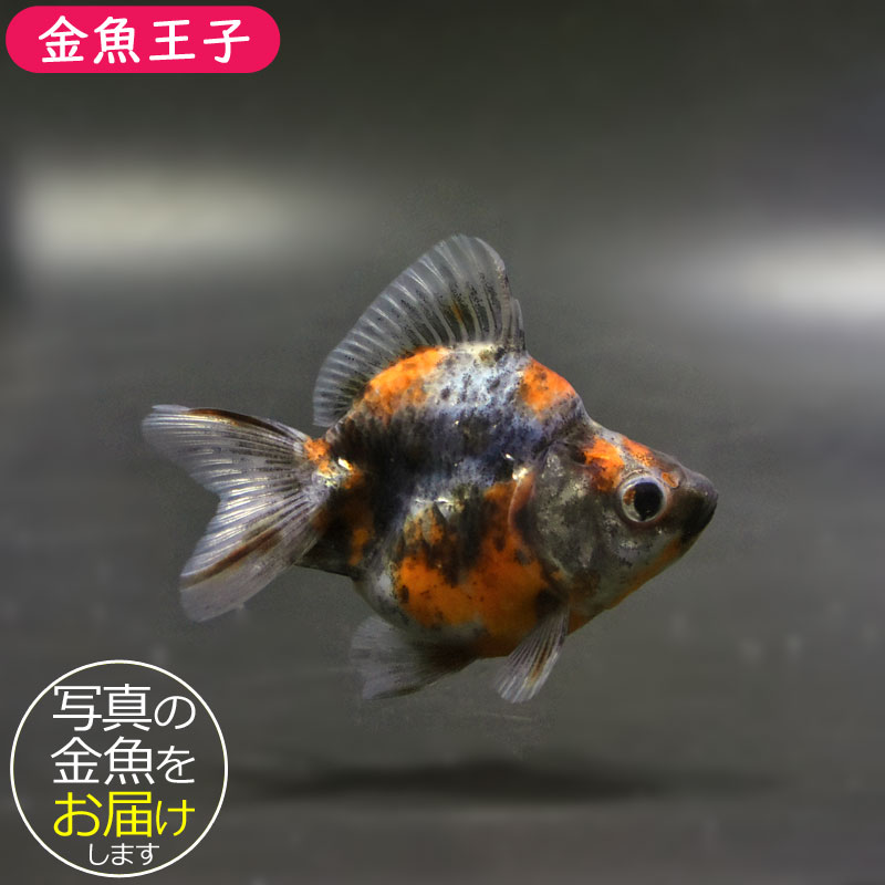 金魚王子】琉金 (変わり柄／ショートテールタイプ) 6.5±1cm前後