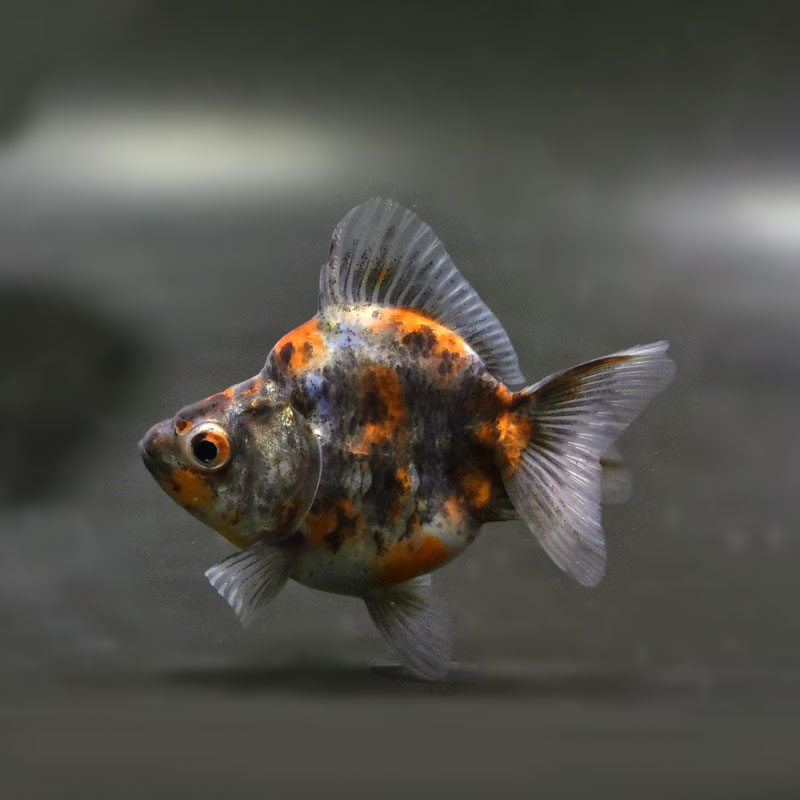 ひまうい様お取り置き　2/4まで　試作　レジンヘアゴム　金魚　六角形 ひまうい様お取り置き 2/4まで 試作 レジンヘアゴム 金魚 六角形