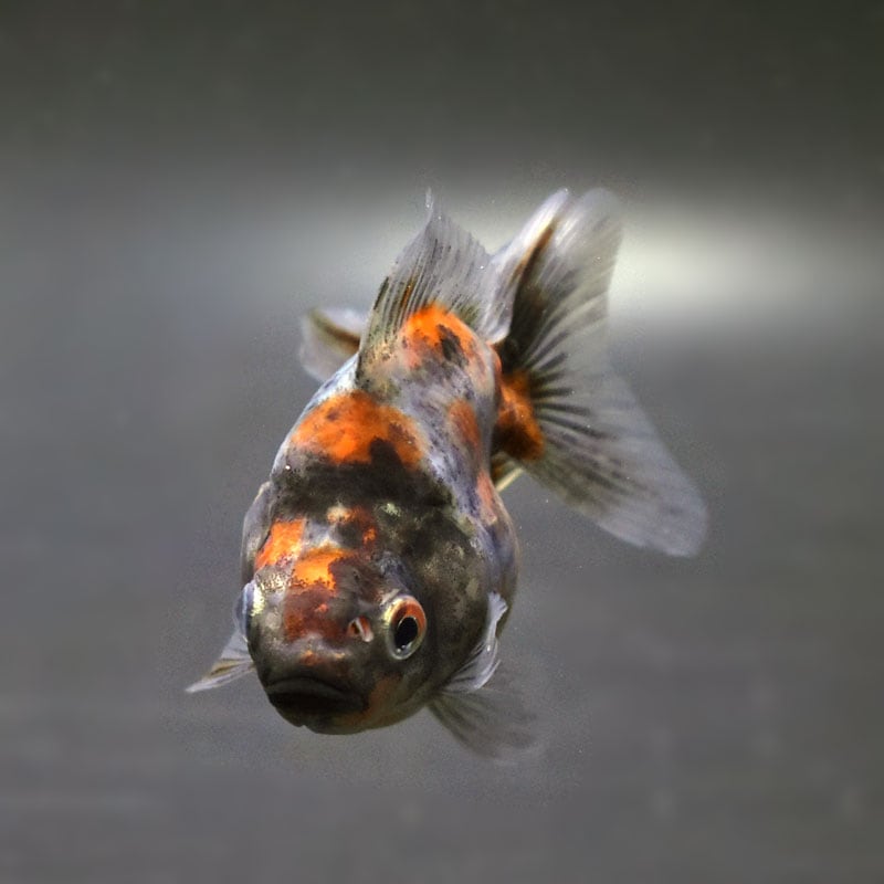 金魚王子】琉金 (変わり柄／ショートテールタイプ) 6.5±1cm前後