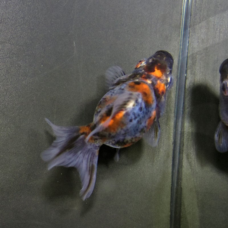 金魚王子】琉金 (変わり柄／ショートテールタイプ) 6.5±1cm前後