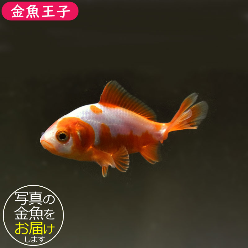 金魚王子】更紗三ツ尾和金 7.5～8cm前後 (個体番号：cde571