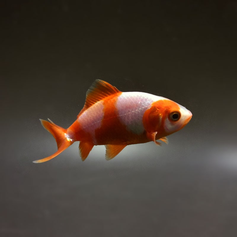 【レア/琉球/戦前】三耳壺　超特大サイズ　高さ約68cm 金魚王子】更紗三ツ尾和金 7.5～8cm前後 (個体番号：cde571