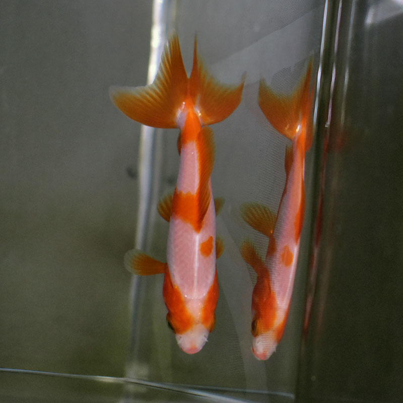 盃で泳ぐ金魚　大　ソメイヨシノ　置物 盃で泳ぐ金魚 大 ソメイヨシノ 置物