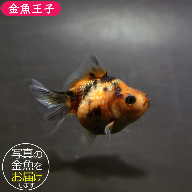 ピンポンパール　ブラックタイプ　当歳魚　金魚 Amazon | （国産金魚）ピンポンパール（黒仔）当歳 3匹セット サイズ約