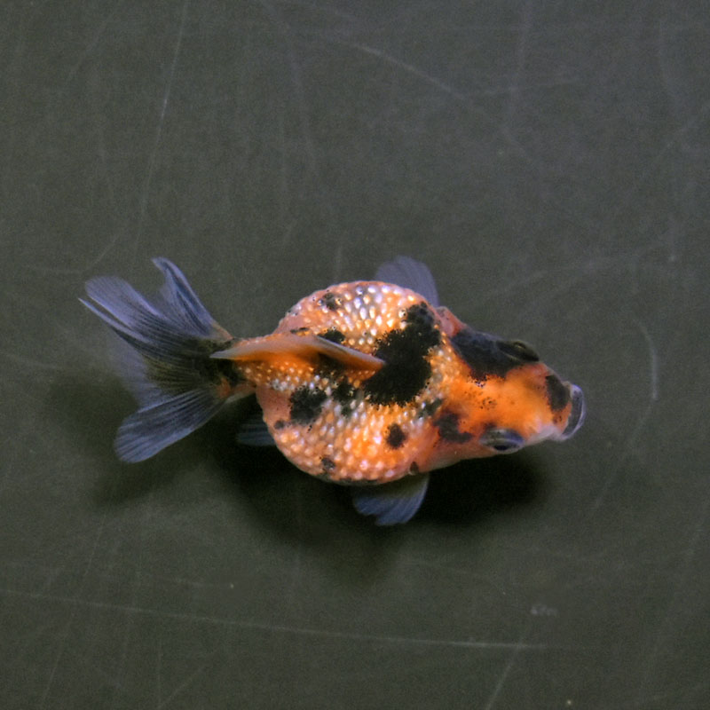 金魚王子】ピンポンパール（キャリコ）5±1cm前後 (個体番号：cde897