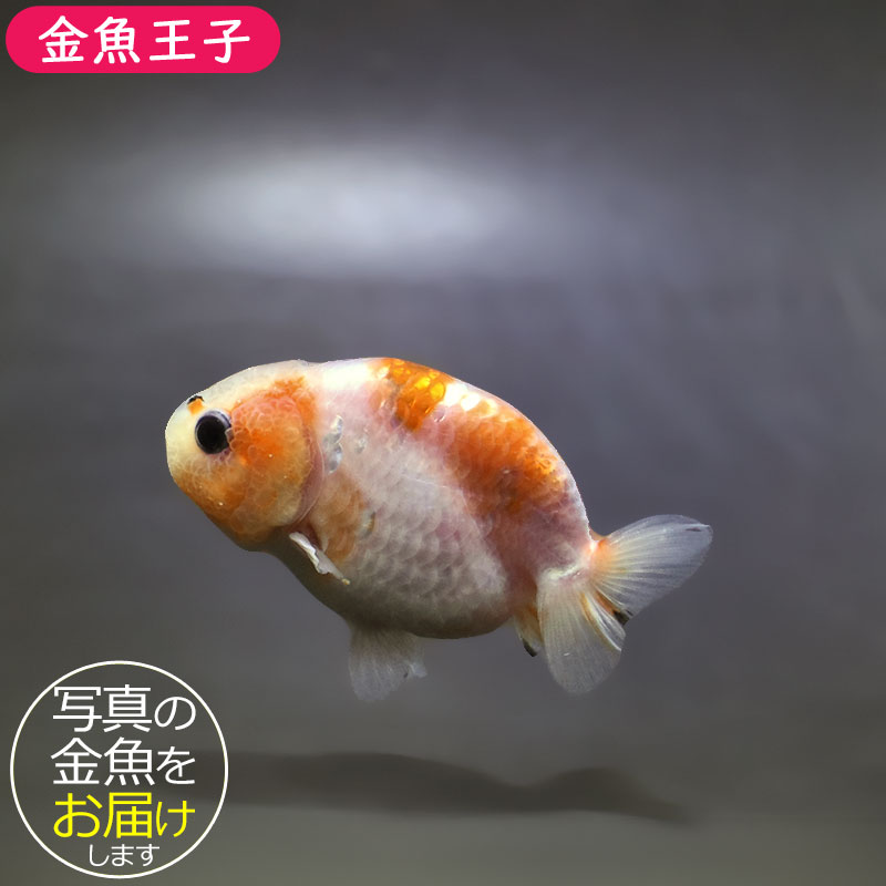 金魚王子】ベビーらんちゅう 7±1cm前後 (個体番号：xsw684) 金魚
