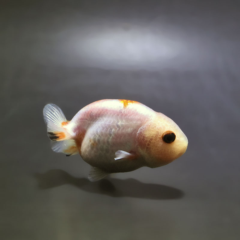 金魚王子】ベビーらんちゅう 7±1cm前後 (個体番号：xsw684) 金魚