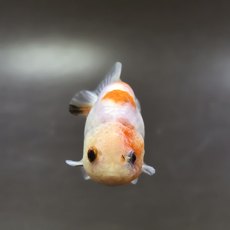 らんちゅうペアー 金魚王子】ベビーらんちゅう 7±1cm前後 (個体番号：xsw684) 金魚