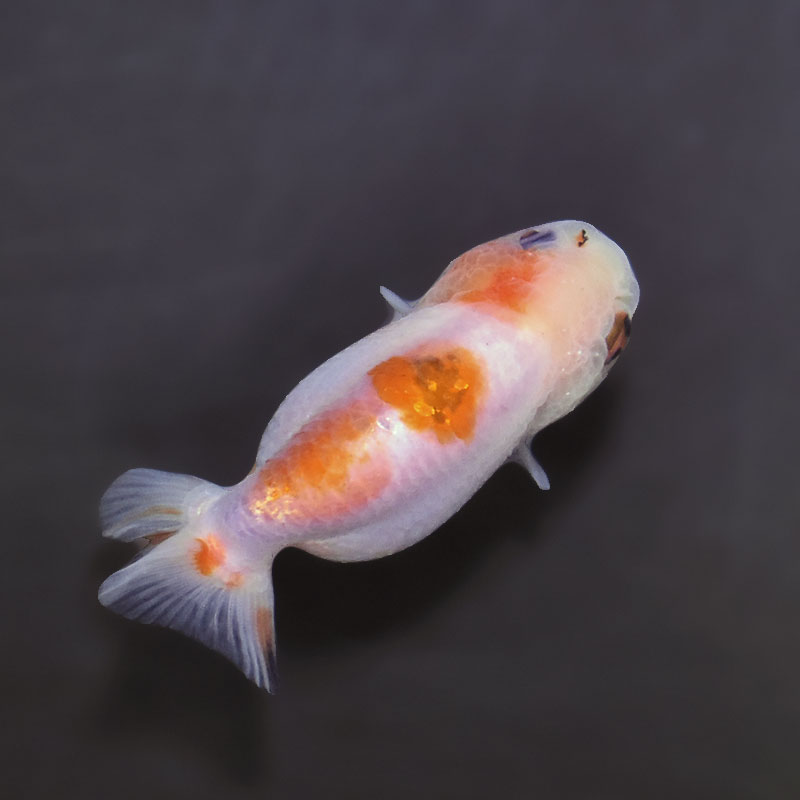 金魚王子】ベビーらんちゅう 7±1cm前後 (個体番号：xsw684) 金魚